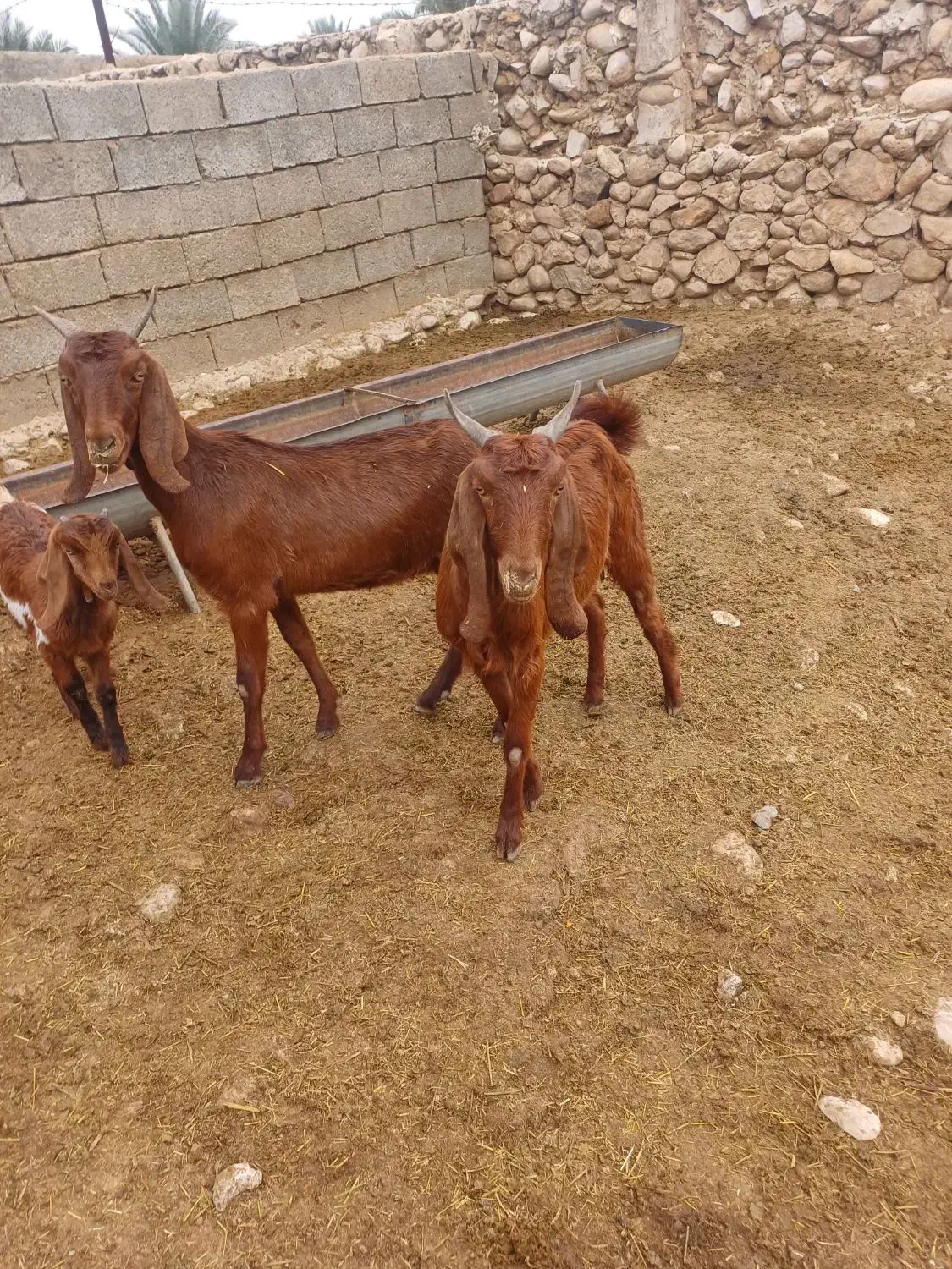 بز کهره دار|حیوانات مزرعه|کازرون, |دیوار