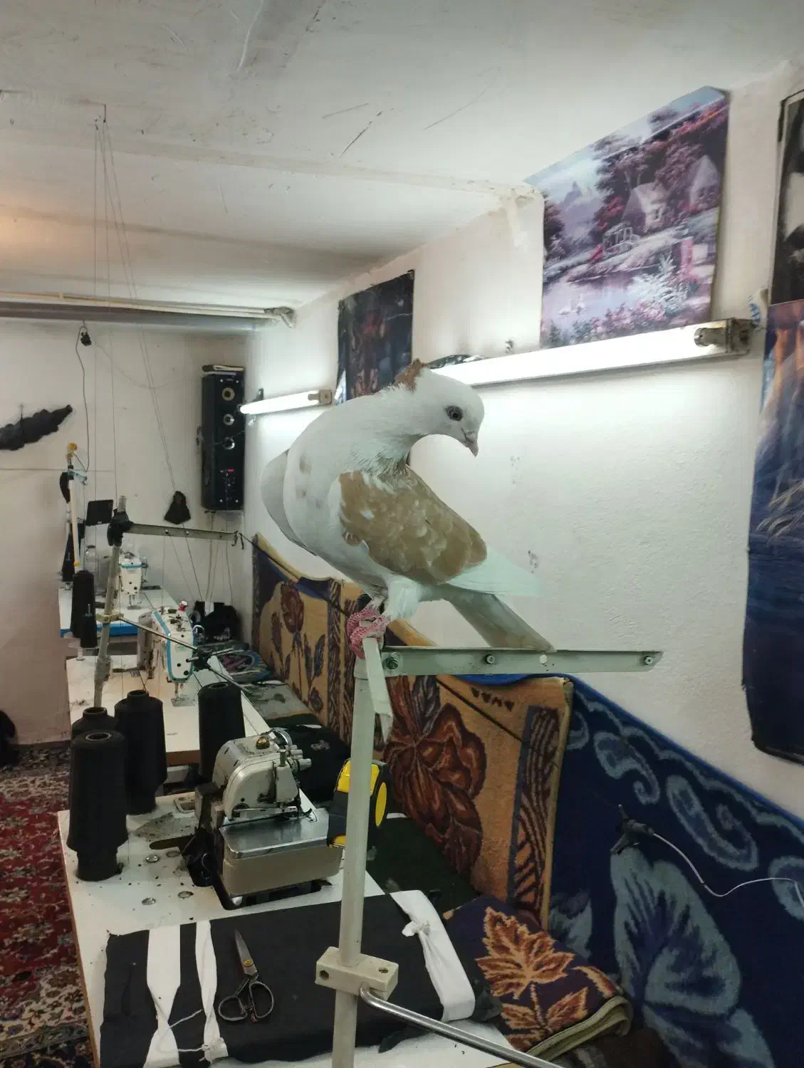 پرنده|پرنده|دوتپه, |دیوار