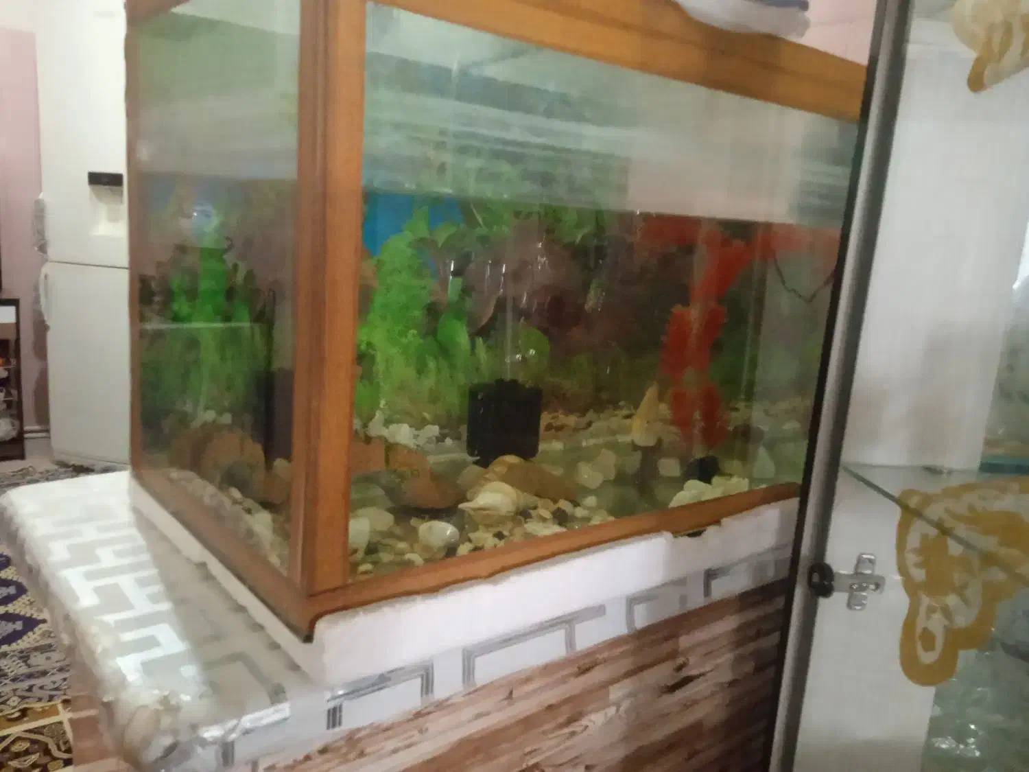 آکواریوم و ماهی|ماهی|قوچان, |دیوار