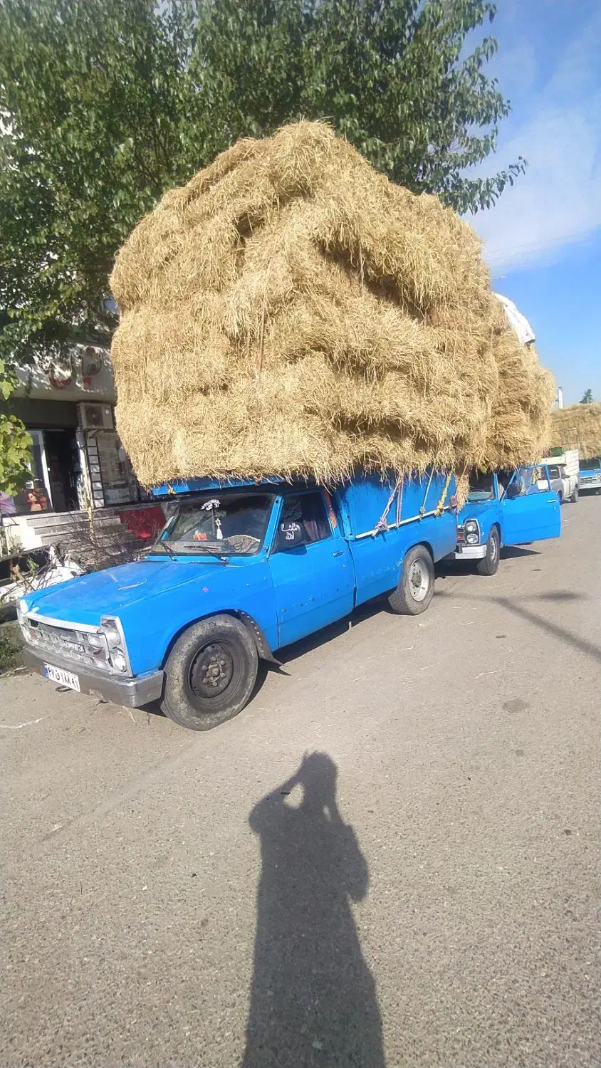 کاه برنج کاه جو یونجه علف|حیوانات مزرعه|حویق, |دیوار