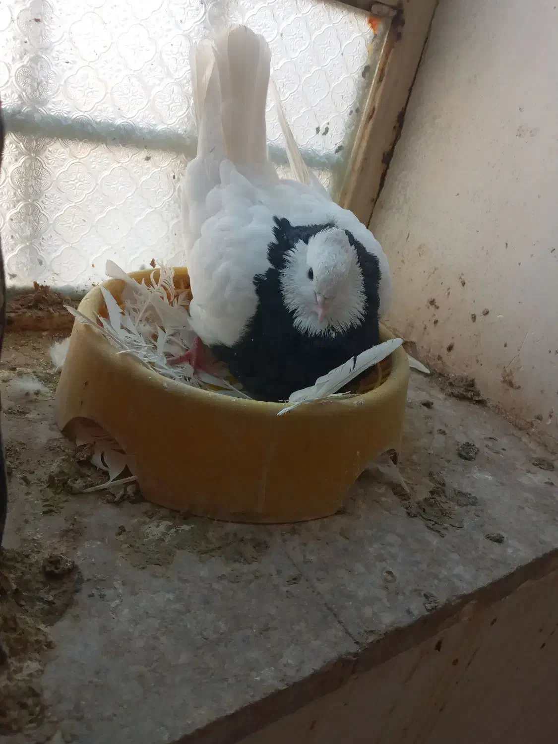 جفت طوقی|پرنده|بهبهان, |دیوار