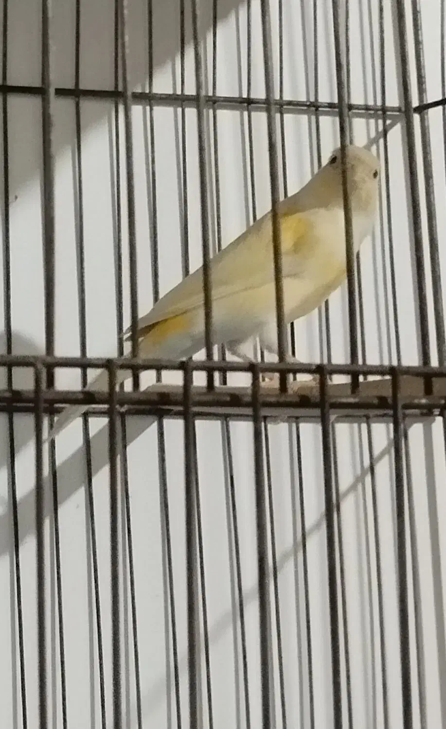 فروش ماده موزایئکی خوشگل|پرنده|بروجرد, |دیوار