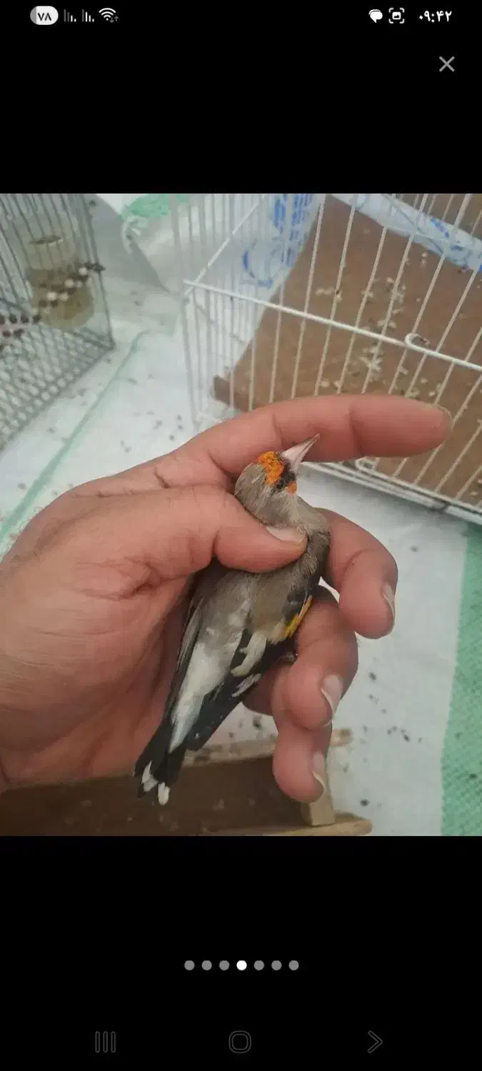 سهره نر|پرنده|سیرجان, |دیوار