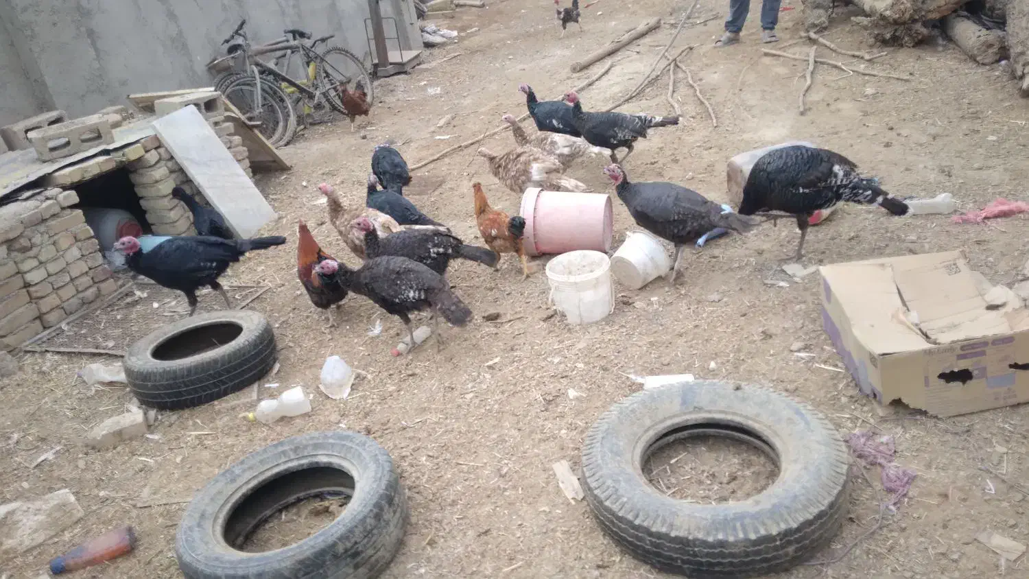 بقلمون|حیوانات مزرعه|جوادآباد, |دیوار