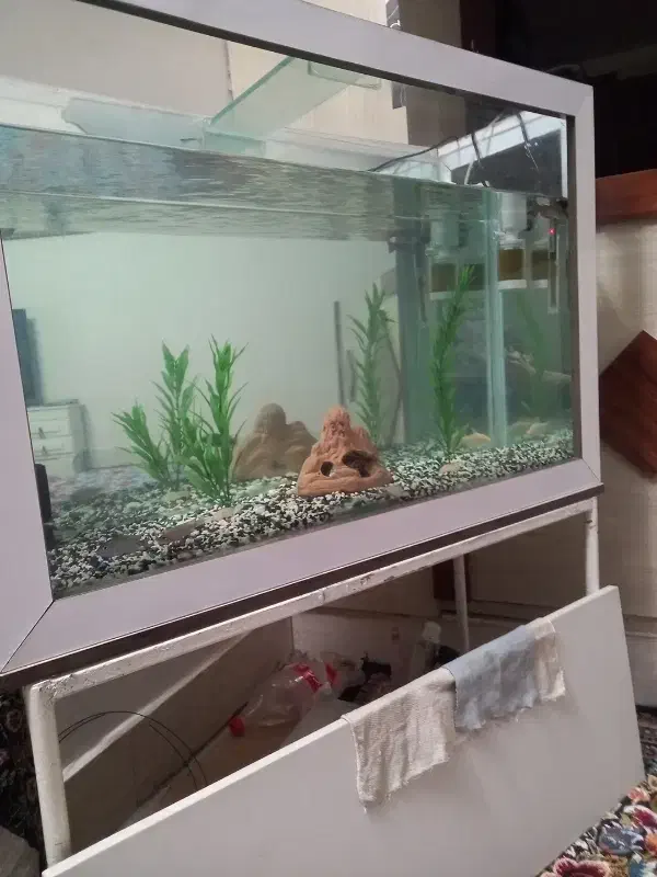 آکواریوم ،به همراه لوازما|ماهی|تایباد, |دیوار