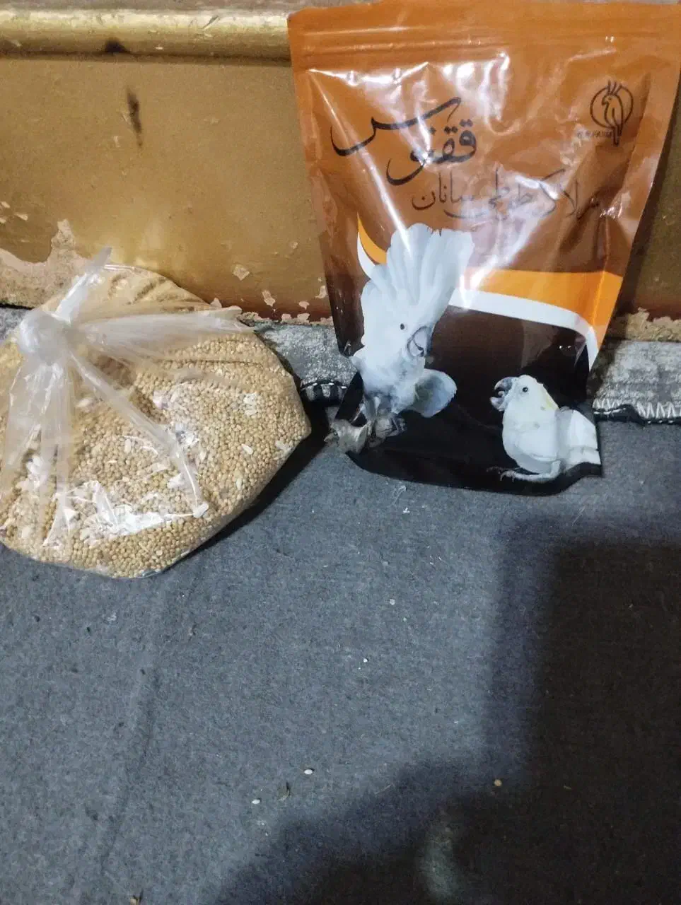 عروس هلندی نر و ماده|پرنده|شوشتر, |دیوار