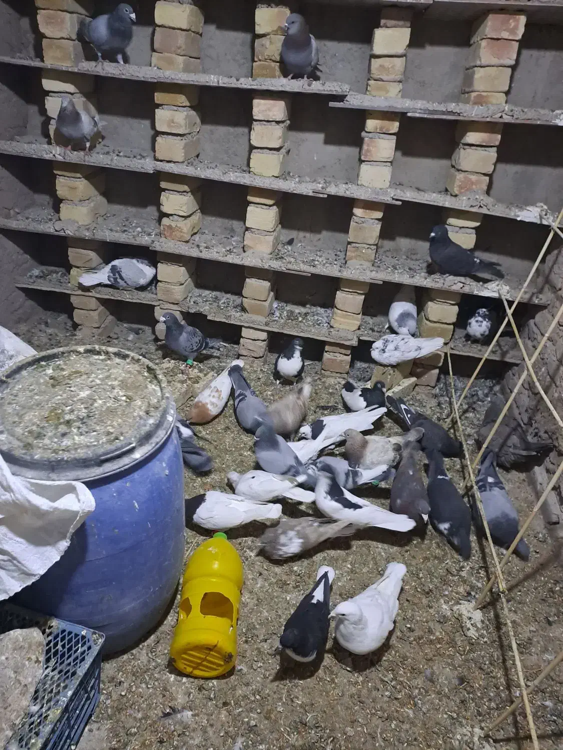 کبوتربه شرط پرش|پرنده|قزوین, |دیوار