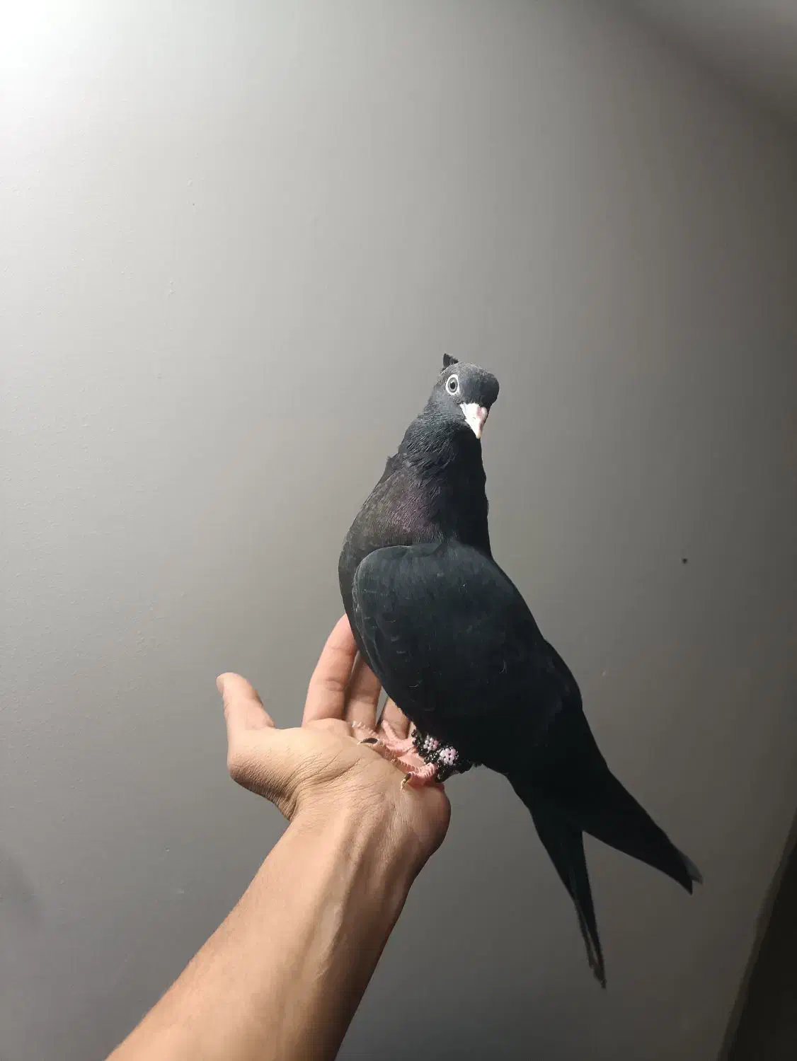 کفتر زاغ دستی|پرنده|اردکان, |دیوار