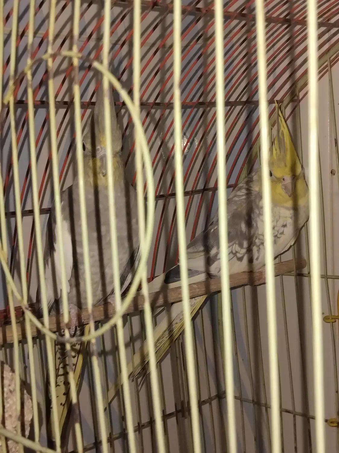 عروس هلندی|پرنده|سهند, |دیوار