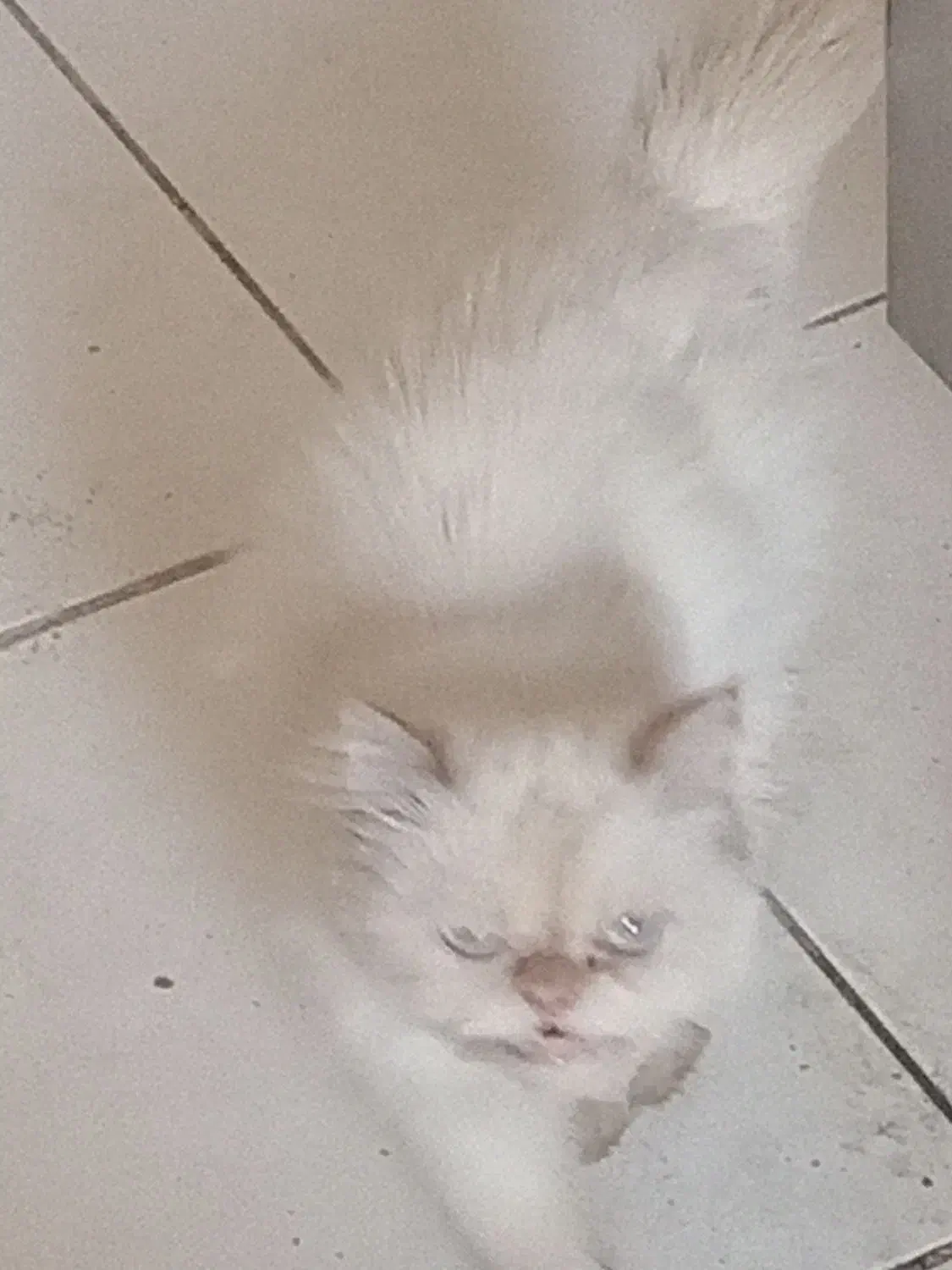 گربه پرشین چشم آبی|گربه|تهران, دولتخواه جنوبی|دیوار