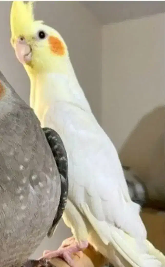 گمشده|حیوانات|زابل, |دیوار