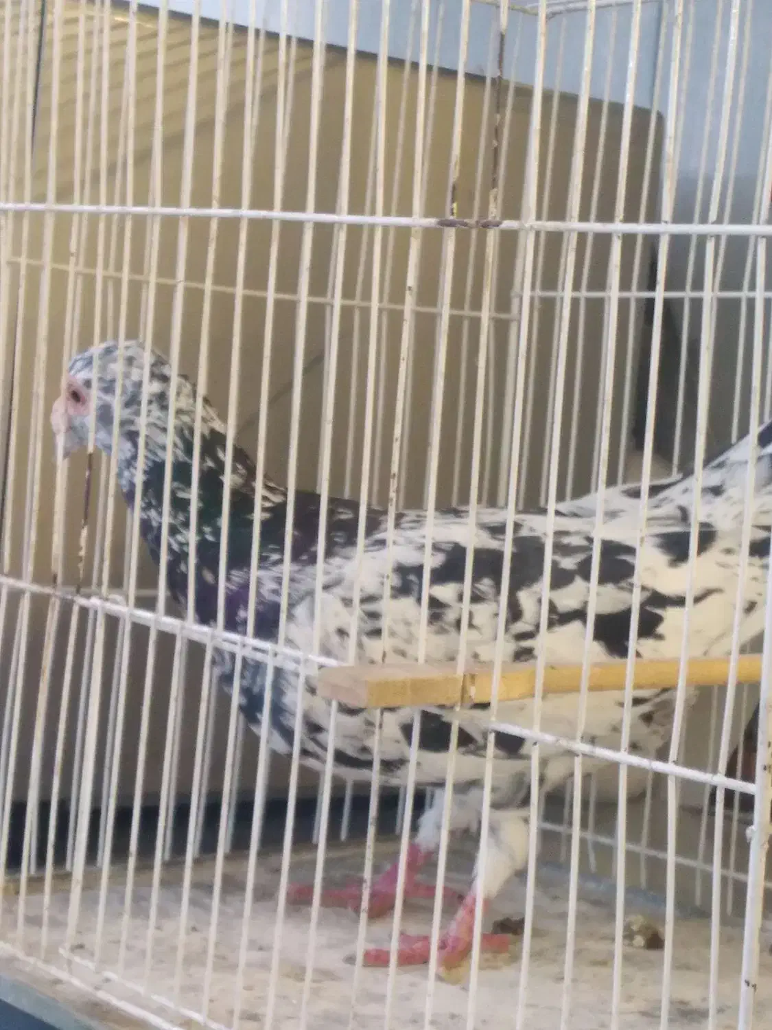 کبوتر|پرنده|مشهد, چهارچشمه|دیوار