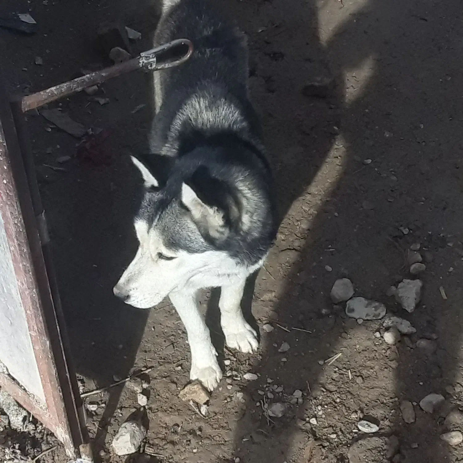 سلام|سگ|مشهد, طرق|دیوار