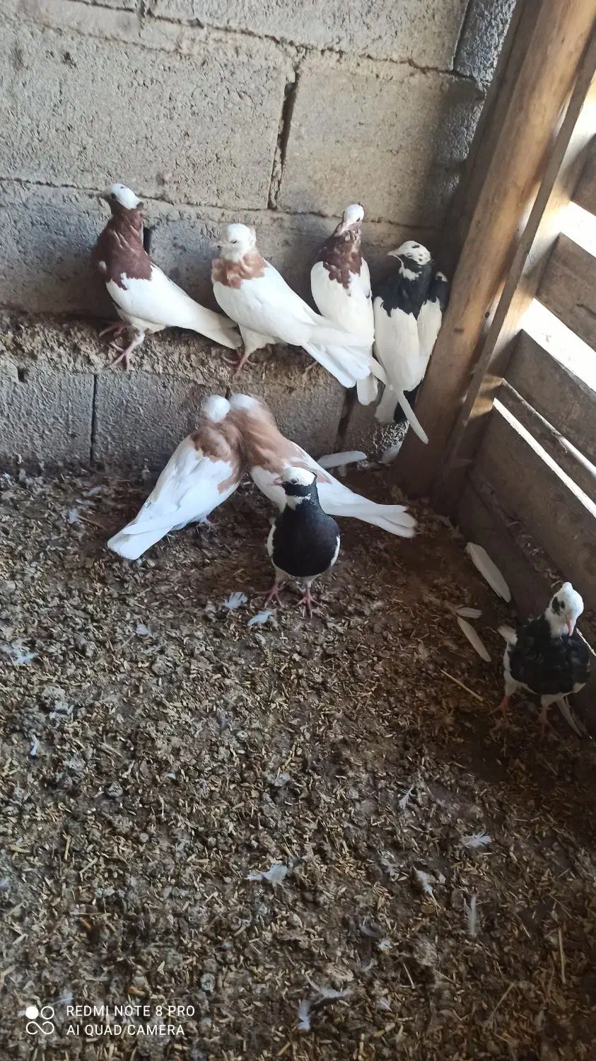 طوقی|پرنده|چهاربرج, |دیوار