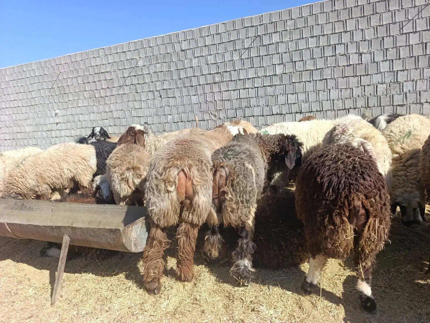 بره|حیوانات مزرعه|دهدشت, |دیوار