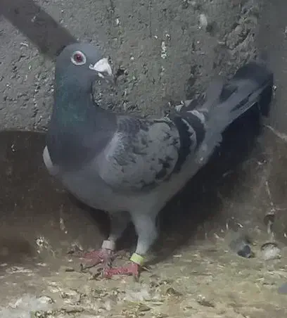 کبوتر  کفتر|پرنده|پردیس, فاز ۲|دیوار