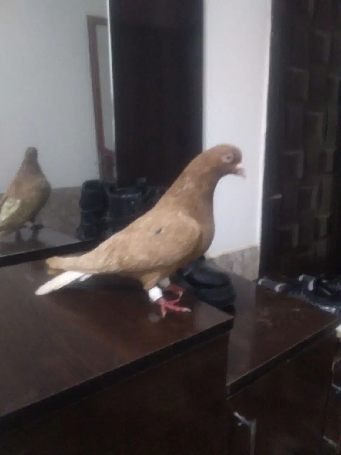 پرنده|پرنده|تایباد, |دیوار