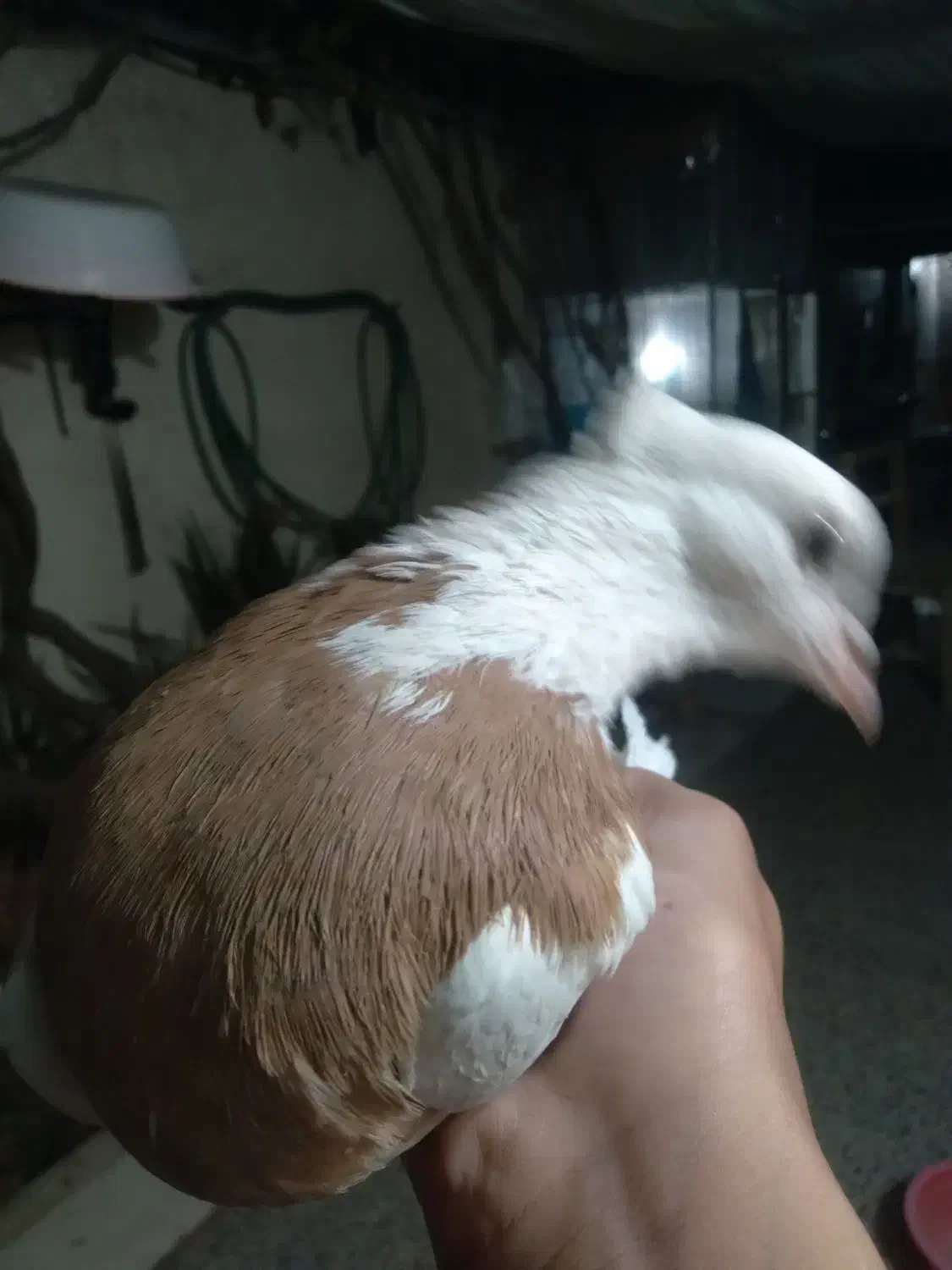 طوقی|پرنده|رفسنجان, |دیوار