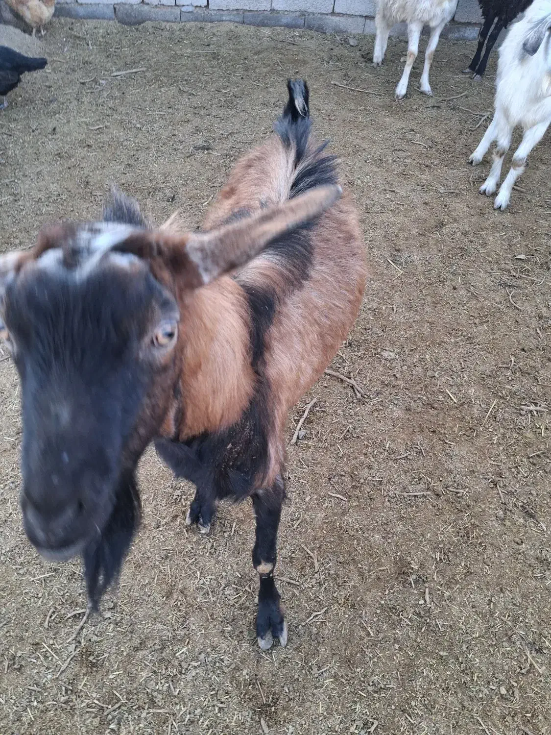 نری الپاین|حیوانات مزرعه|سیرجان, |دیوار