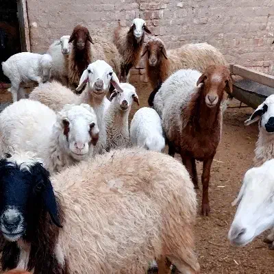 میش زاییده...|حیوانات مزرعه|کاشمر, |دیوار