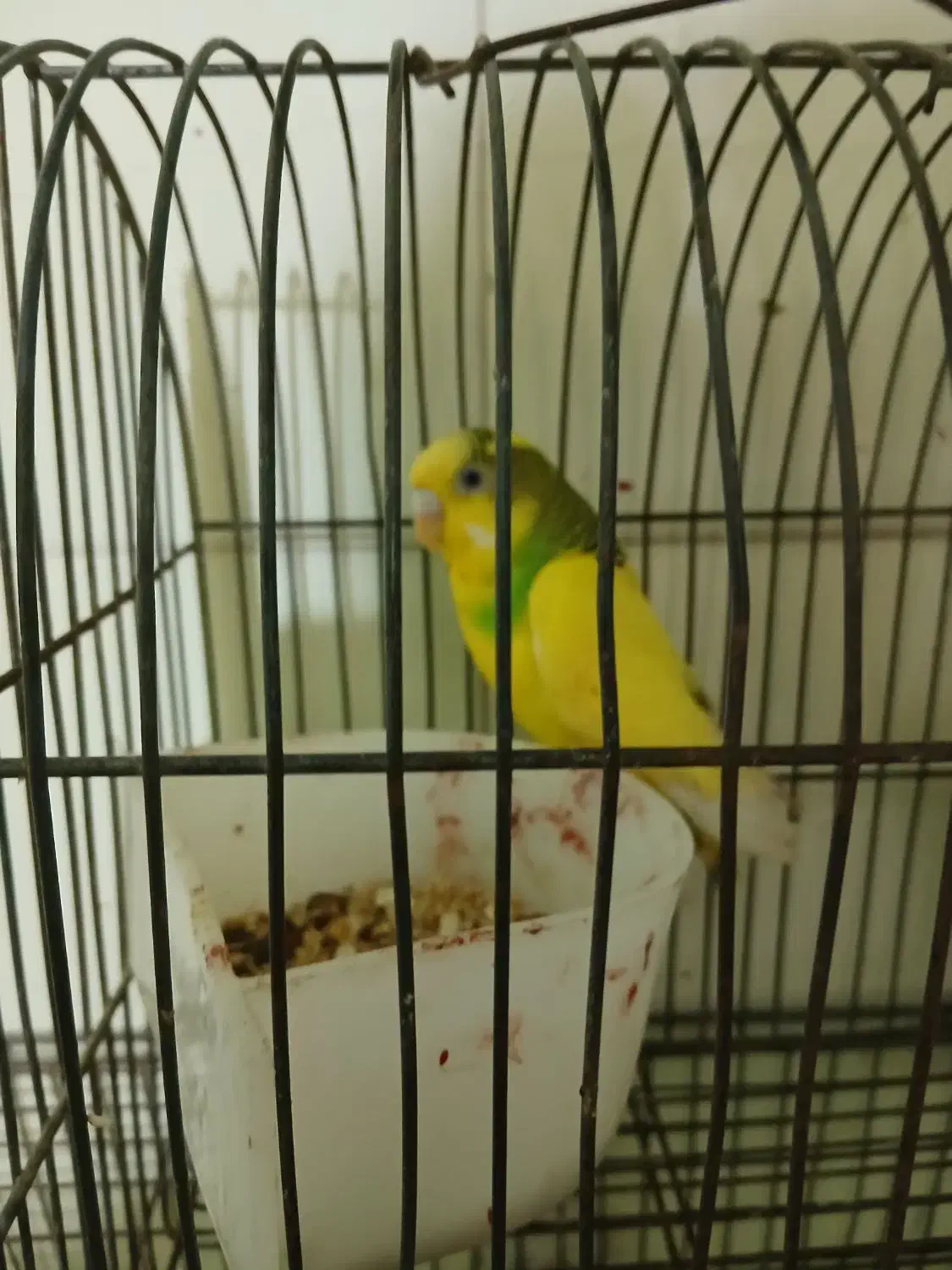 عروس هلندی ۳ماهه ومرغ عشق ماده|پرنده|گرگان, |دیوار