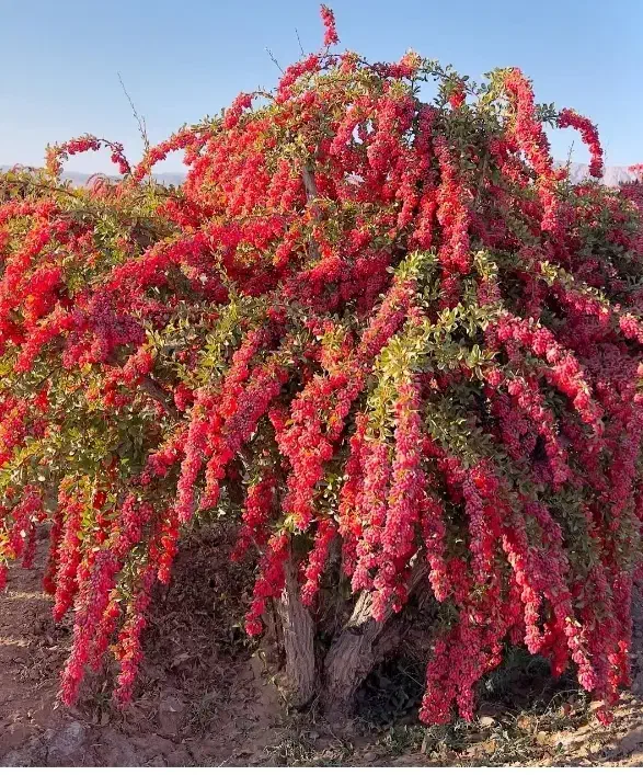 فروش نهال زرشک ۲ساله و ۳ساله|خدمات باغبانی و درختکاری|قائن, |دیوار