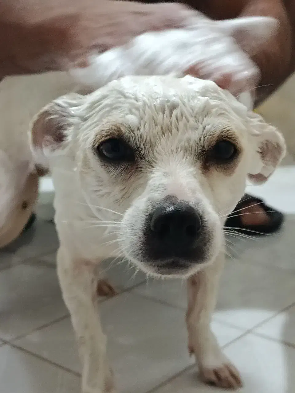 واگذاری میکس شیبابا ترییر|سگ|بندر انزلی, پیل علی باغ|دیوار