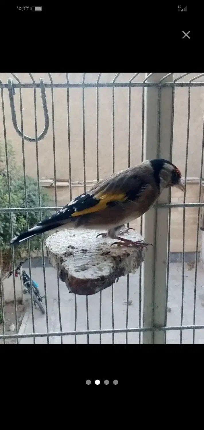 سهره خوش صدا، محمدشهر|پرنده|محمدشهر, ولدآباد|دیوار