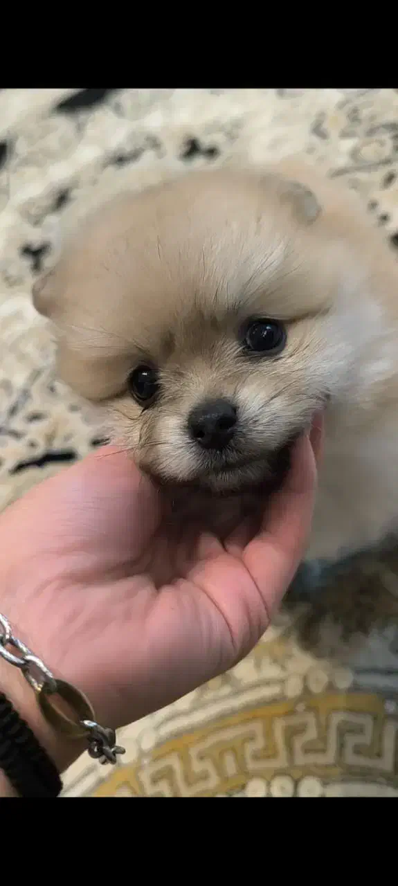 واگذاری توله پامر|سگ|بابلسر, |دیوار