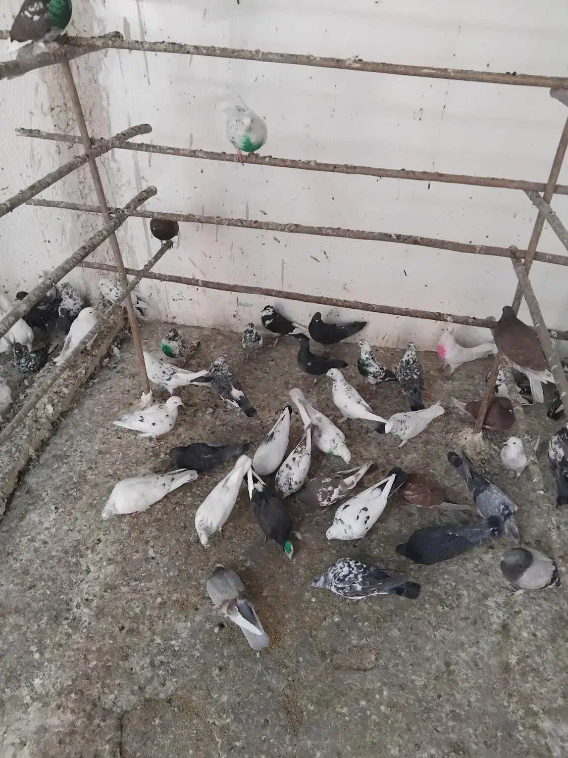 کفتر قم بشرط پرش سنگین بار2شنبه جدا کن فقط100هزار|پرنده|کرج, خرمدشت|دیوار