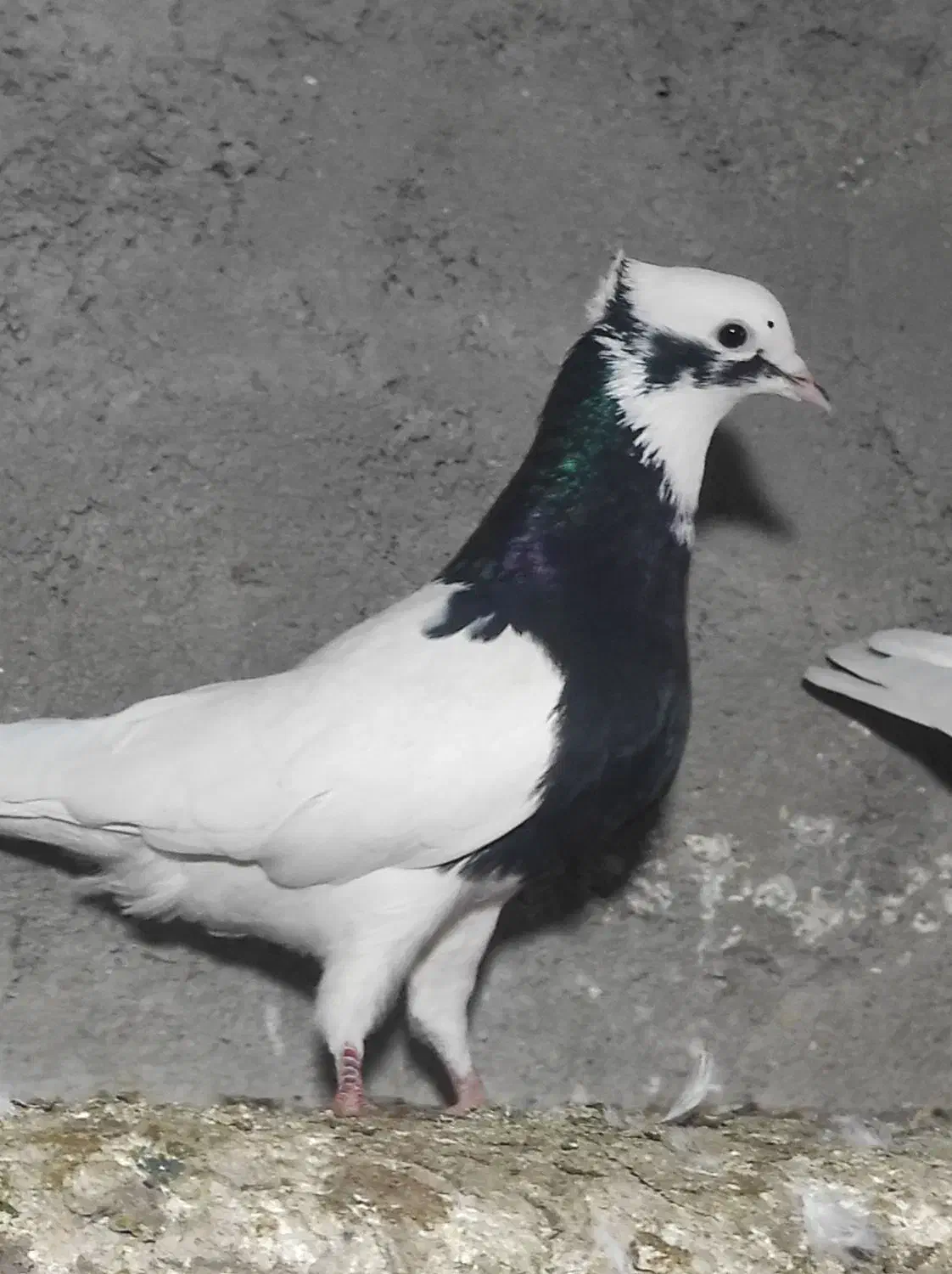 طوقی کبوتر|پرنده|اسفرورین, |دیوار