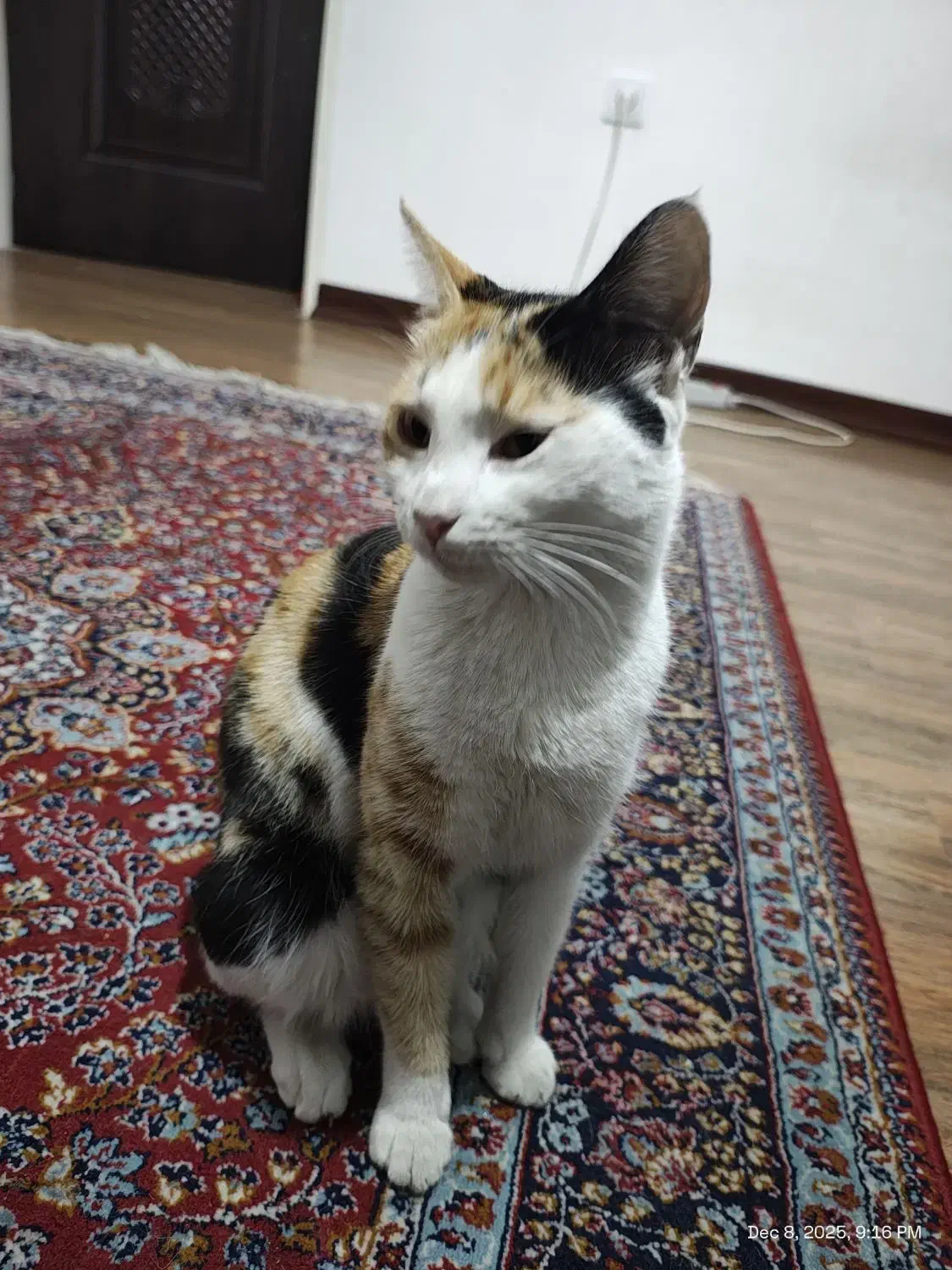 واگذاری گربه ماده dsh خانگی|گربه|شهریار, شهریار|دیوار