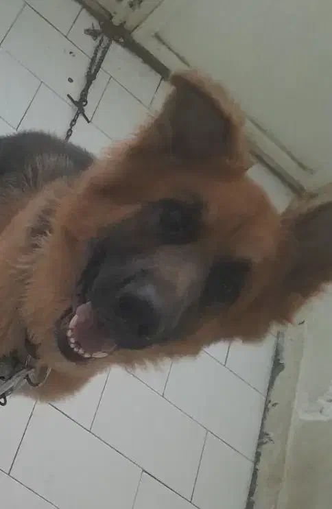 سگ ژرمن|سگ|بندر ماهشهر, |دیوار