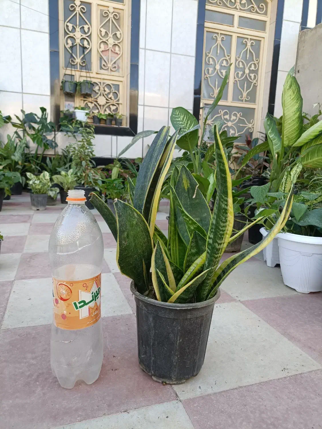 فروش انواع گلهای آپارتمانی با بهترین کیفیت|گل و گیاه طبیعی|کازرون, |دیوار