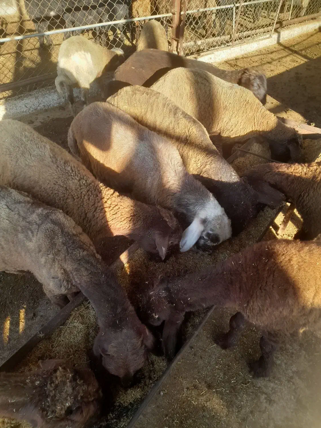 بره|حیوانات مزرعه|گرگان, |دیوار