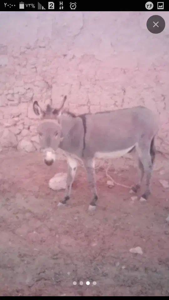 7تومان الاغ تازه سواری و باری و گله ای|حیوانات مزرعه|نصر آباد, |دیوار