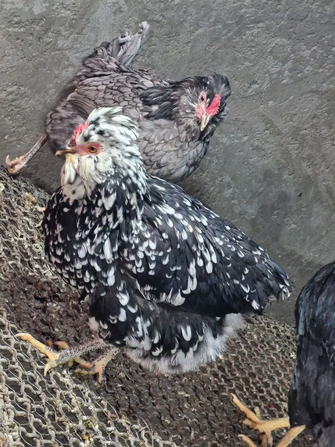 تخم مرغ گلین نطفه دار عشایری|حیوانات مزرعه|خمینیشهر, |دیوار