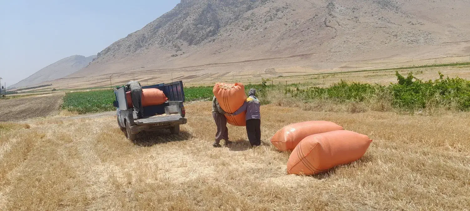 کاه گندم دیم سنقر و کردستان و قیدار|لوازم جانبی حیوانات|ری, شهرک نظامی|دیوار