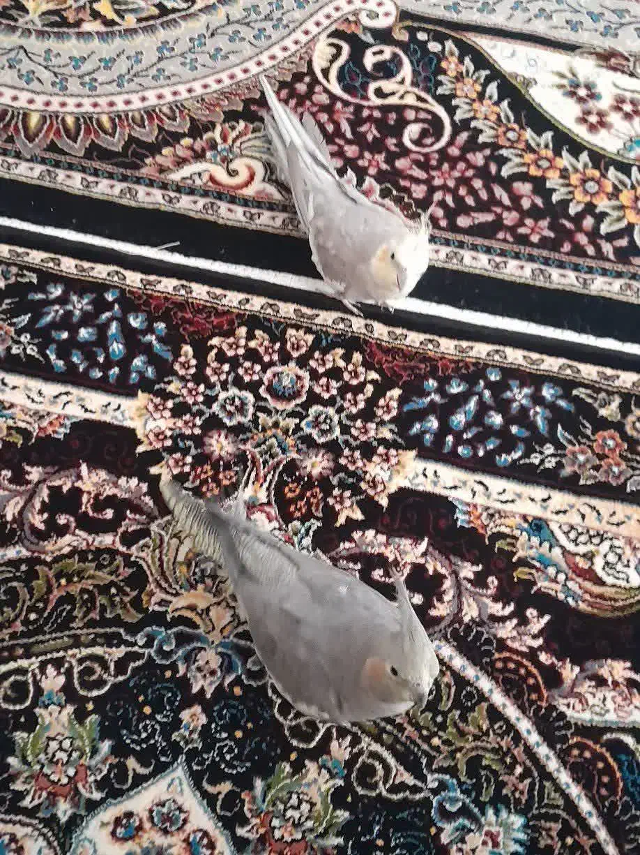 یه جفت عروس هلندی|پرنده|جرقویه, |دیوار