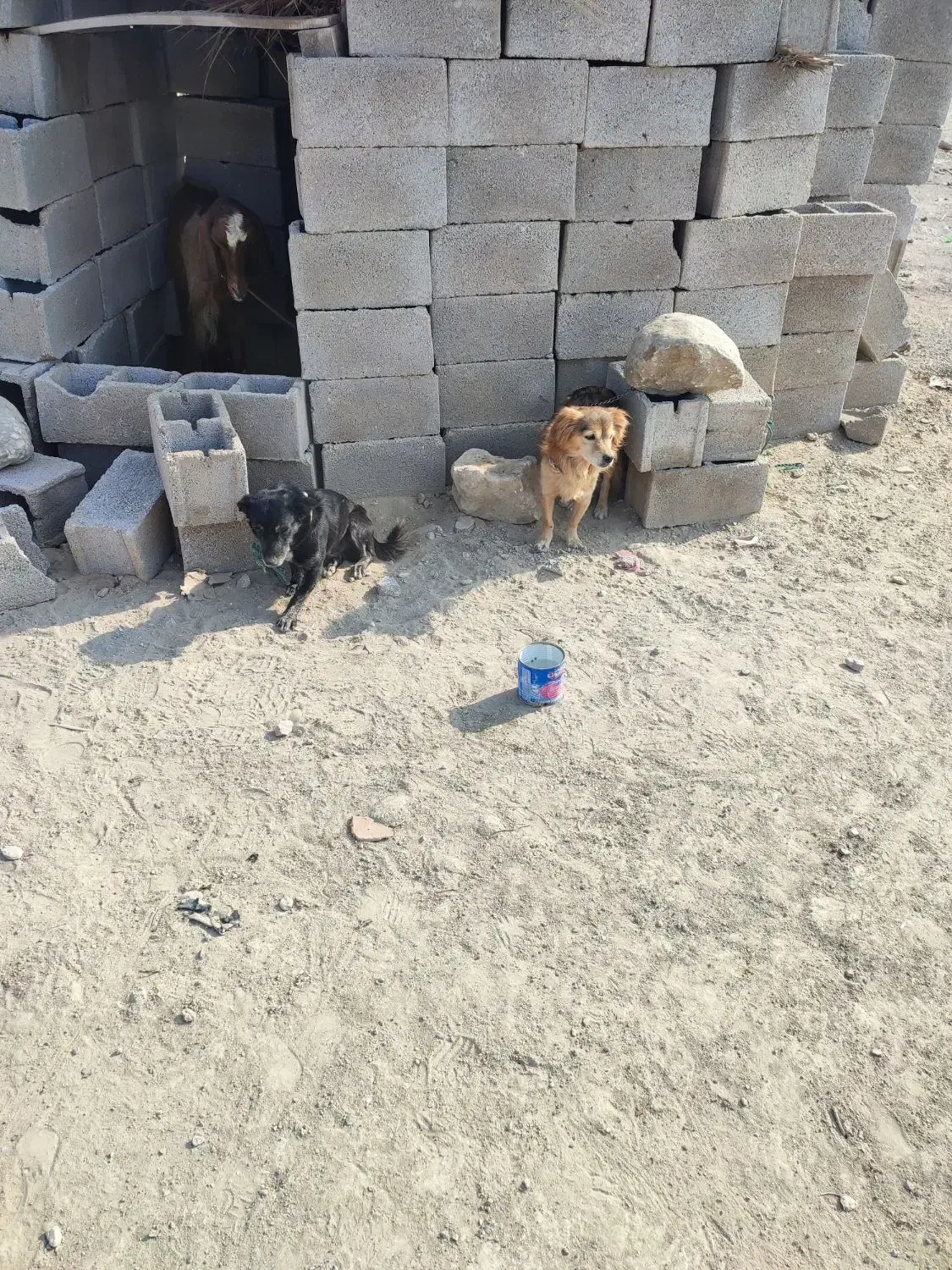 سگ نگهبان|سگ|دلوار, |دیوار