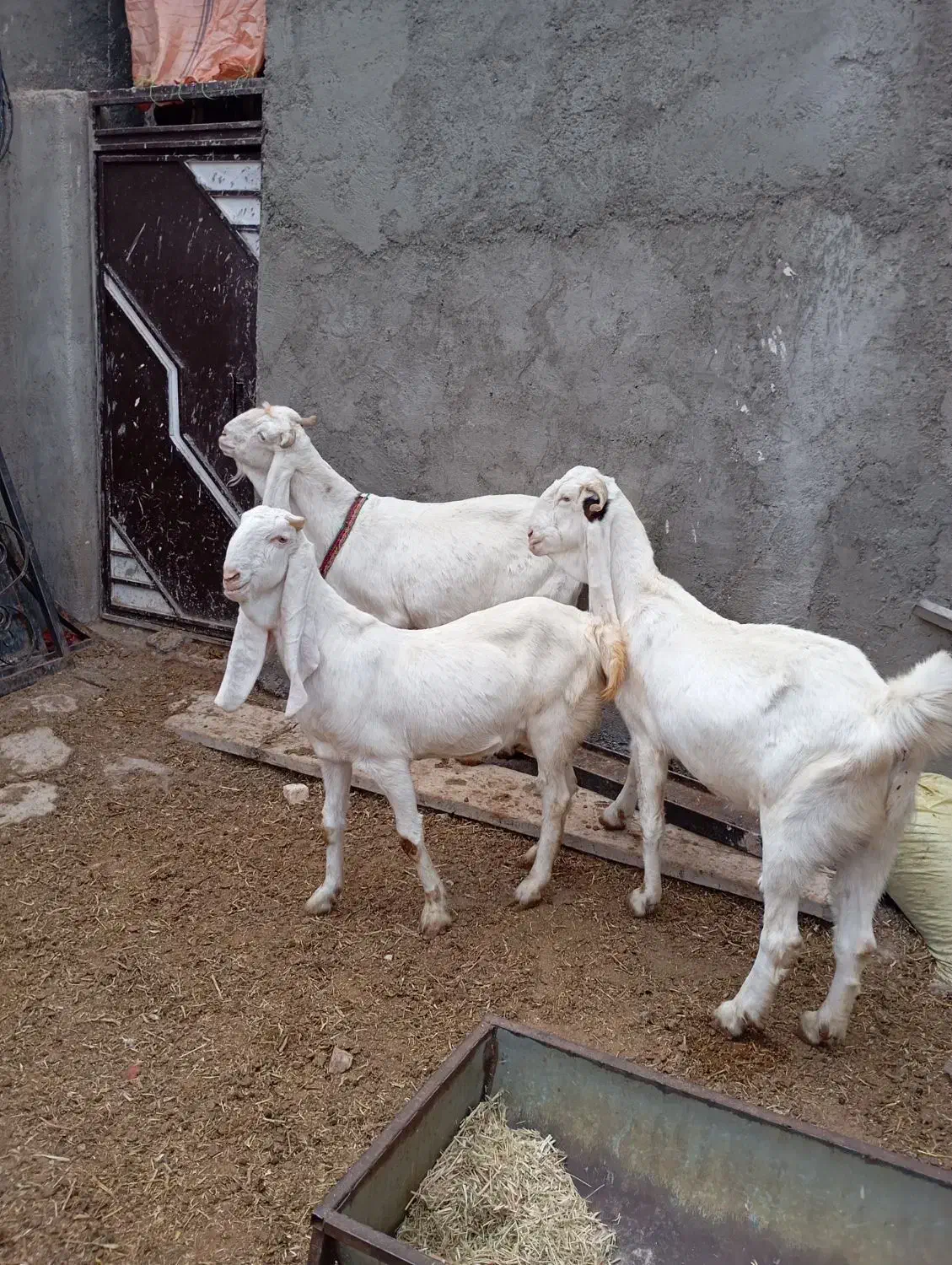 4تا بز گلابی جوان آبستن مایه دار|حیوانات مزرعه|بروجرد, |دیوار