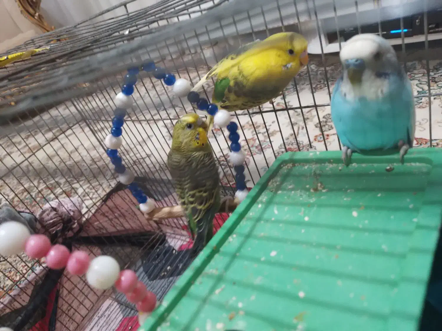 مرغ عشق|پرنده|کنگاور, |دیوار