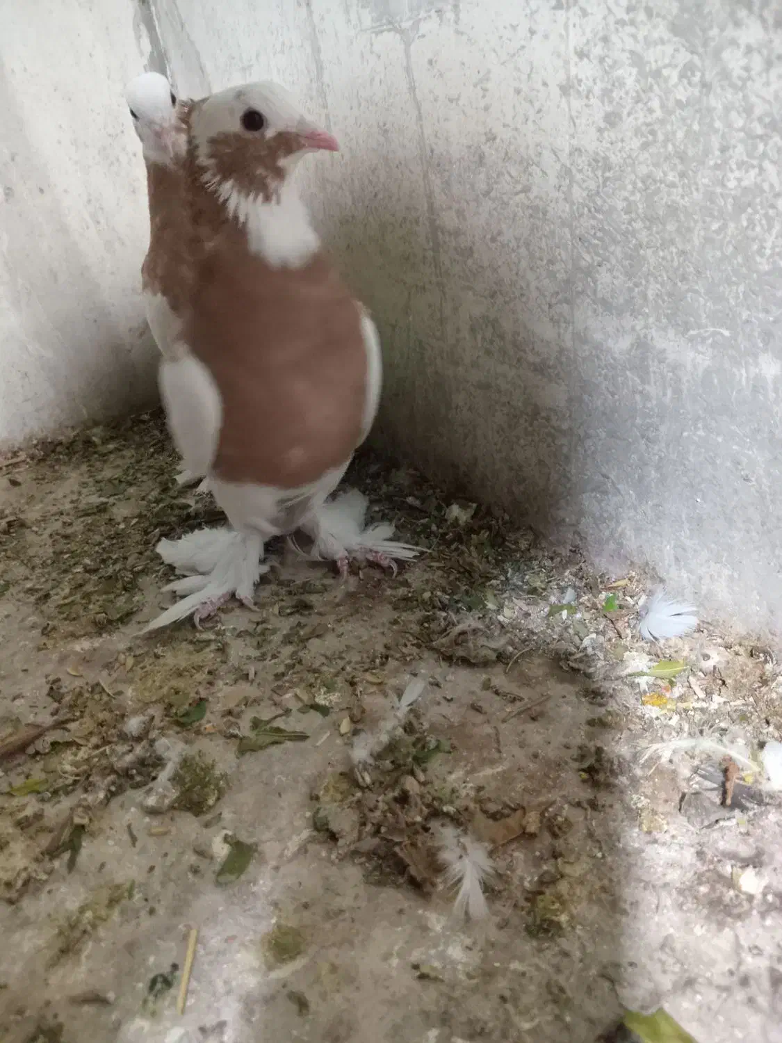 طوقی بی عیب...|پرنده|کوار, |دیوار