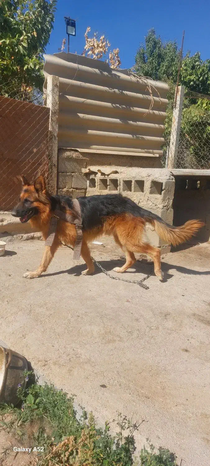 شرمن 2ساله|سگ|میاندوآب, |دیوار