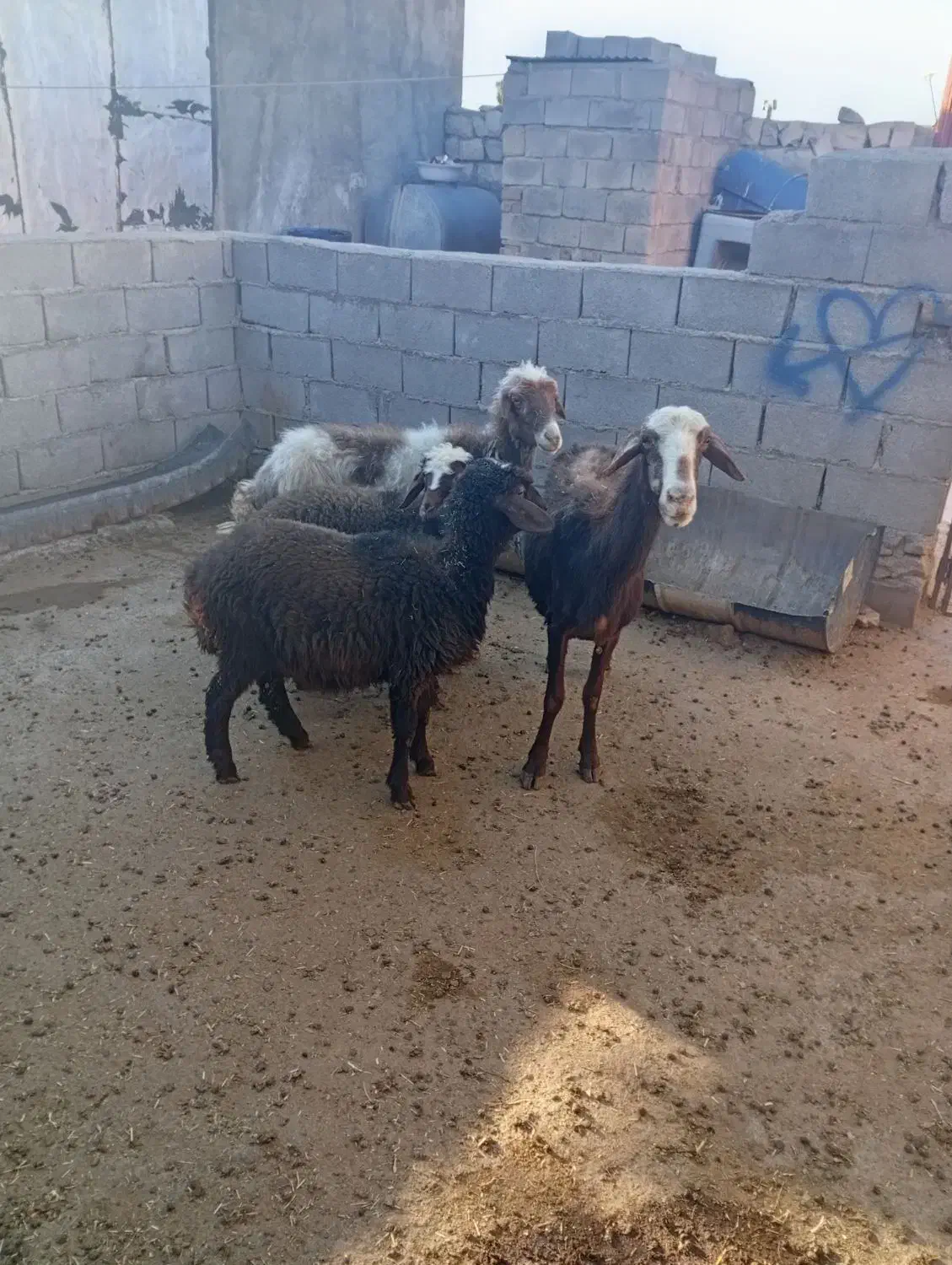 فوری|حیوانات مزرعه|چگنی, |دیوار