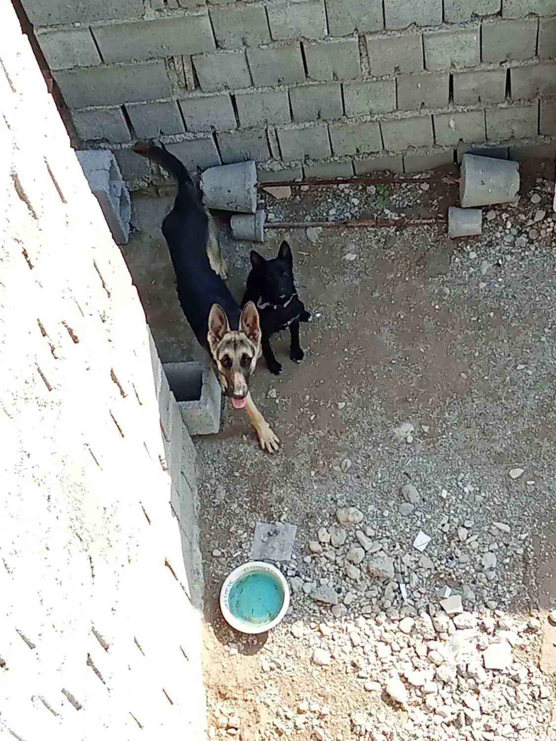 ژرمن|سگ|بندرعباس, |دیوار