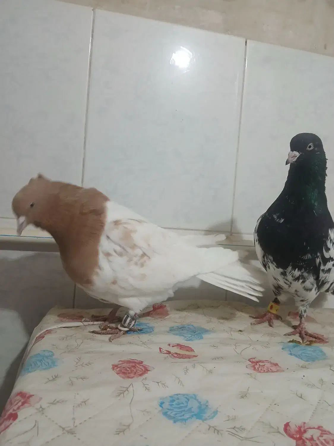 سینه ...|پرنده|بجنورد, |دیوار