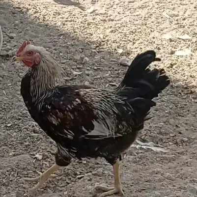 فروش|حیوانات مزرعه|اصفهان, شیخ طوسی|دیوار