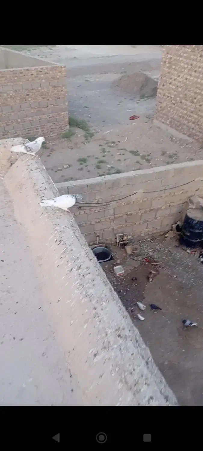 گمشده|حیوانات|کرباسک, |دیوار