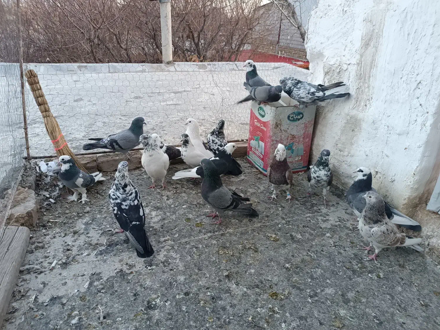 کفتر فروشی|پرنده|ماهدشت, |دیوار